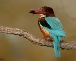 Alcion de Esmirna II