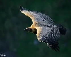 Gyps fulvus