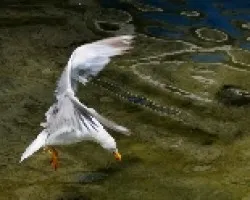 Gaviota Patiamarilla