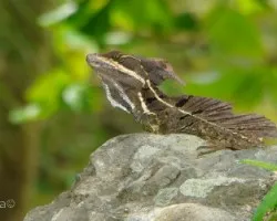 Extrano reptil