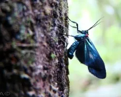 bicho azul