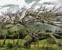 Tango al natural