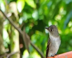 mosquitero