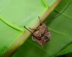 saltamontes