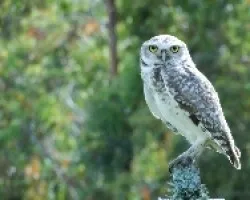 Lechucita Vizcachera