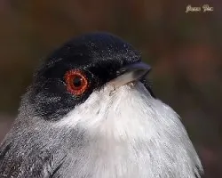 Curraca cabecinegra macho