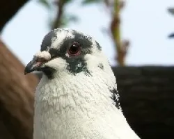 Paloma