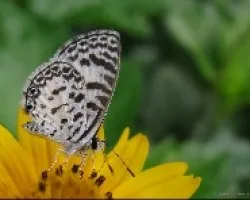 Leptotes Cassius