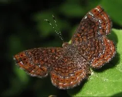 Calephelis virginiensis