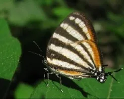 Arawacus togarna