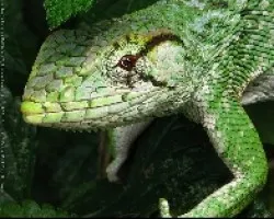 Anolis sp 1