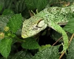 Anolis sp 2