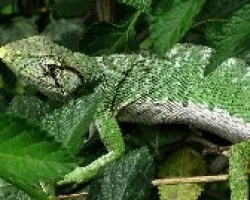 Anolis sp 3