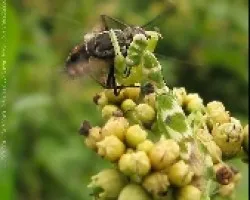 Mantis atrapando!