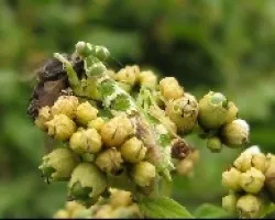 Mantis comiendo...