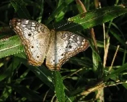 Mariposa ?ngel