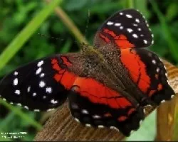 Mariposa de La Coromoto
