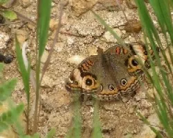 Mariposa Pavoreal