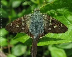 Urbanus proteus