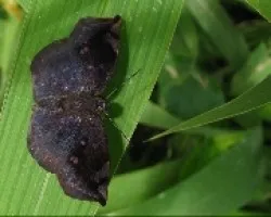 Achlyodes thraso