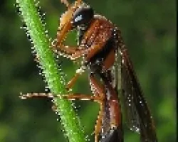 Avispa 1