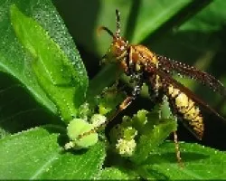 Avispa 2