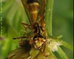 Avispa 3