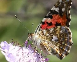 mariposa II