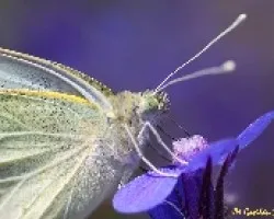 Mariposa I