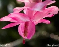 bailarina