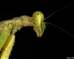 Mantis de muy cerca