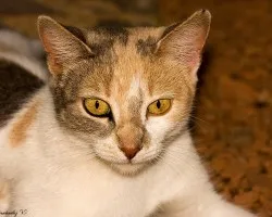 Minino