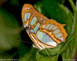 Siproeta stelenes biplagiata