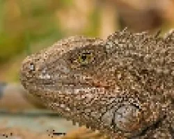Iguana