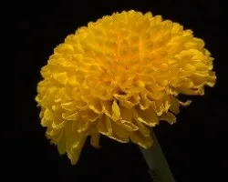 Una Flor
