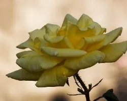 Rosa amarilla