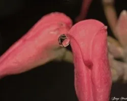 Gotita de nectar