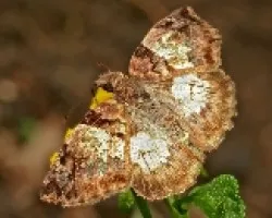 Mariposa