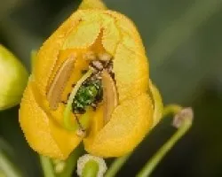 Atrapada
