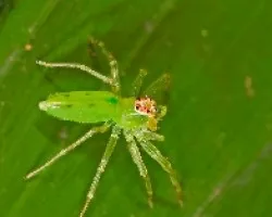 Ara?ita Verde