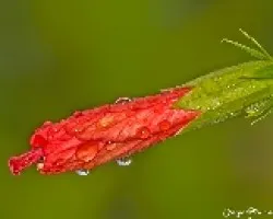 Botón de Hibisco