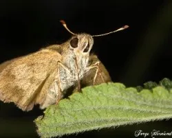 Otra mariposa