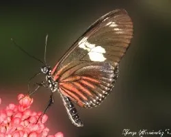 Una mariposa m?s