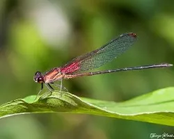 Libélula