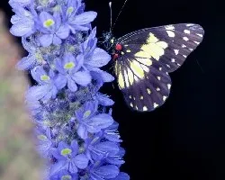 Mariposa