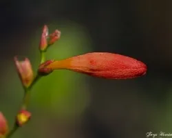Botón de Hibisco