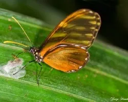 Una mariposa con color naranja