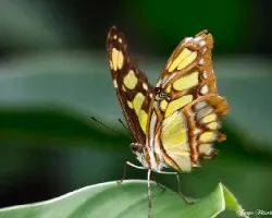 Otra Siproeta stelenes