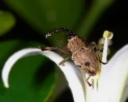 Mini Gorgojo