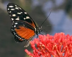 Naranja y negro
